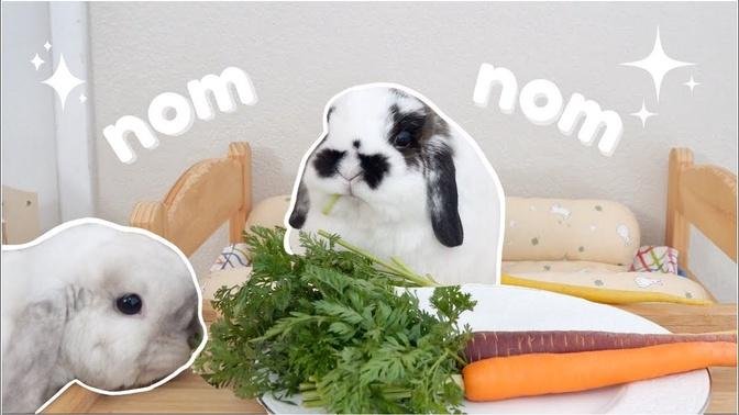 Bunnies Eating Carrot ASMR | Breakfast in Bed
