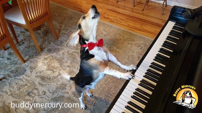 NEW SONG!!!! 🥓"BACON"🥓 by BUDDY MERCURY THE AMAZING PIANO DOG!!!