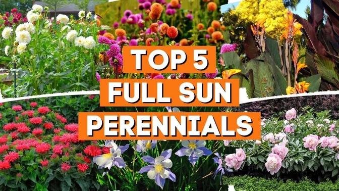 5 Full-Sun Perennials That Thrive in a Garden With Lots of Light ☀️✨💛