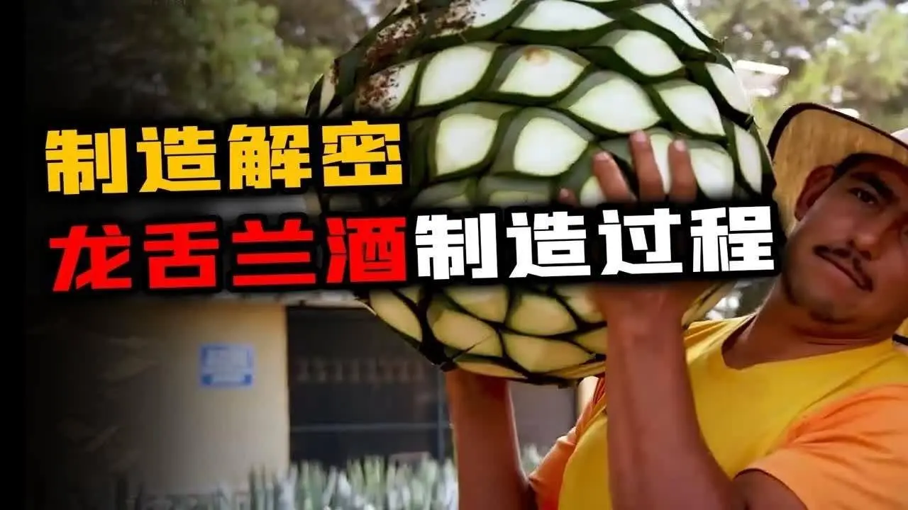 8到10年成熟，历经3道工序，堪比拉菲的龙舌兰酒原来是这样制造！