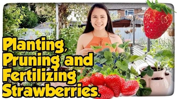 How to Plant Strawberry, Pruning, Fertilizing Manila London Beginner Guide Cultivating Strawberries