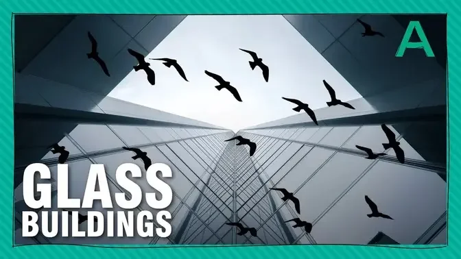 How to Stop Buildings from Killing Birds