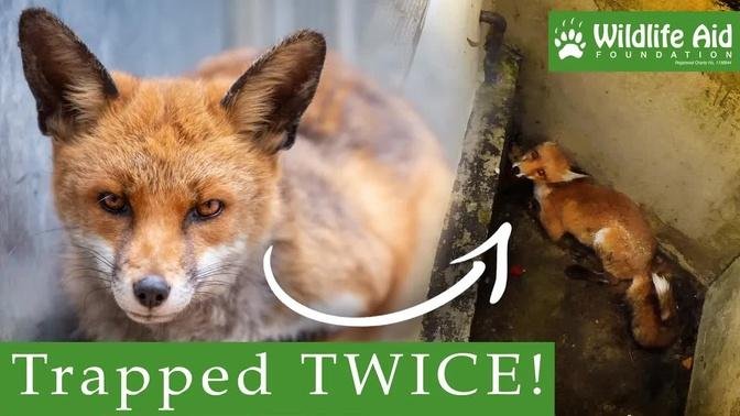 Is this the world's unluckiest fox?!