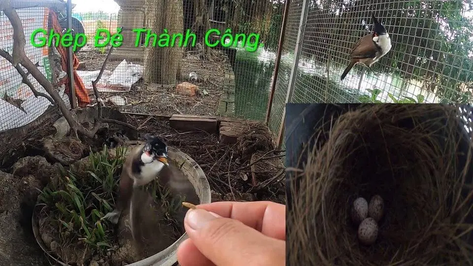 Thử Ghép Đẻ Chào Mào Mơ ''Mặt Quỷ'' Với Chào Mào Mái Nuôi Non & Cái Kết.