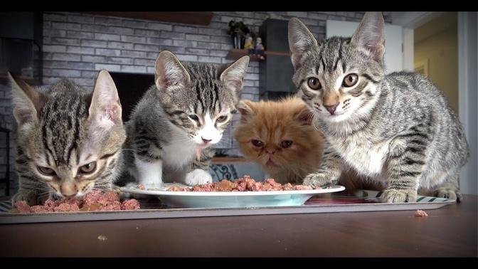 Kittens going crazy for wet cat food.
