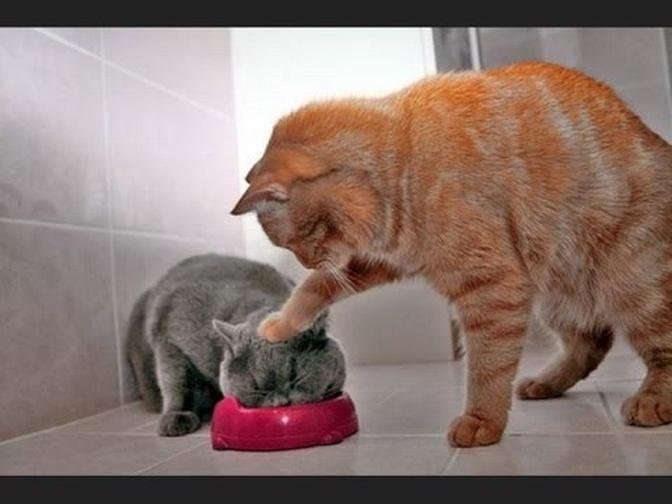 Funny Cats And Kittens Who Don't Want To Share Their Food - Cats Protecting Their Food 2017