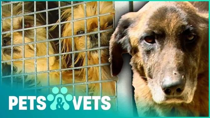 Seven Dogs Rescued From Horrible Care | Animal Rescue | Pets & Vets