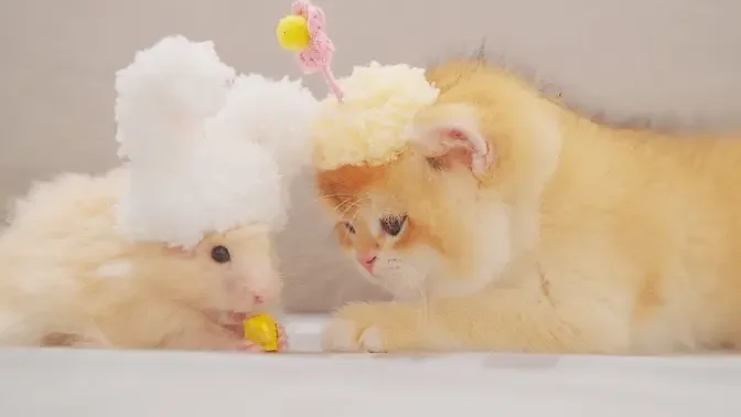 Kitten Steals Snack Straight from Hamster's Mouth! 😹🐹MUST WATCH!