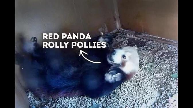 Tilly the Red Panda ROLLS into Bed | Animals on CCTV