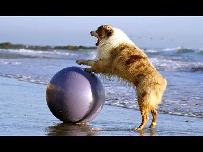 Amazing! Dogs with special skills - Your Dog  Funny Animals