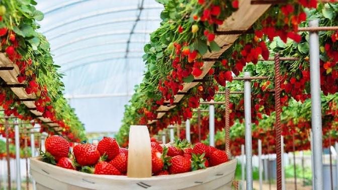 Excellent Hydroponic Strawberries Farming in Greenhouse and Satisfying Harvesting Process