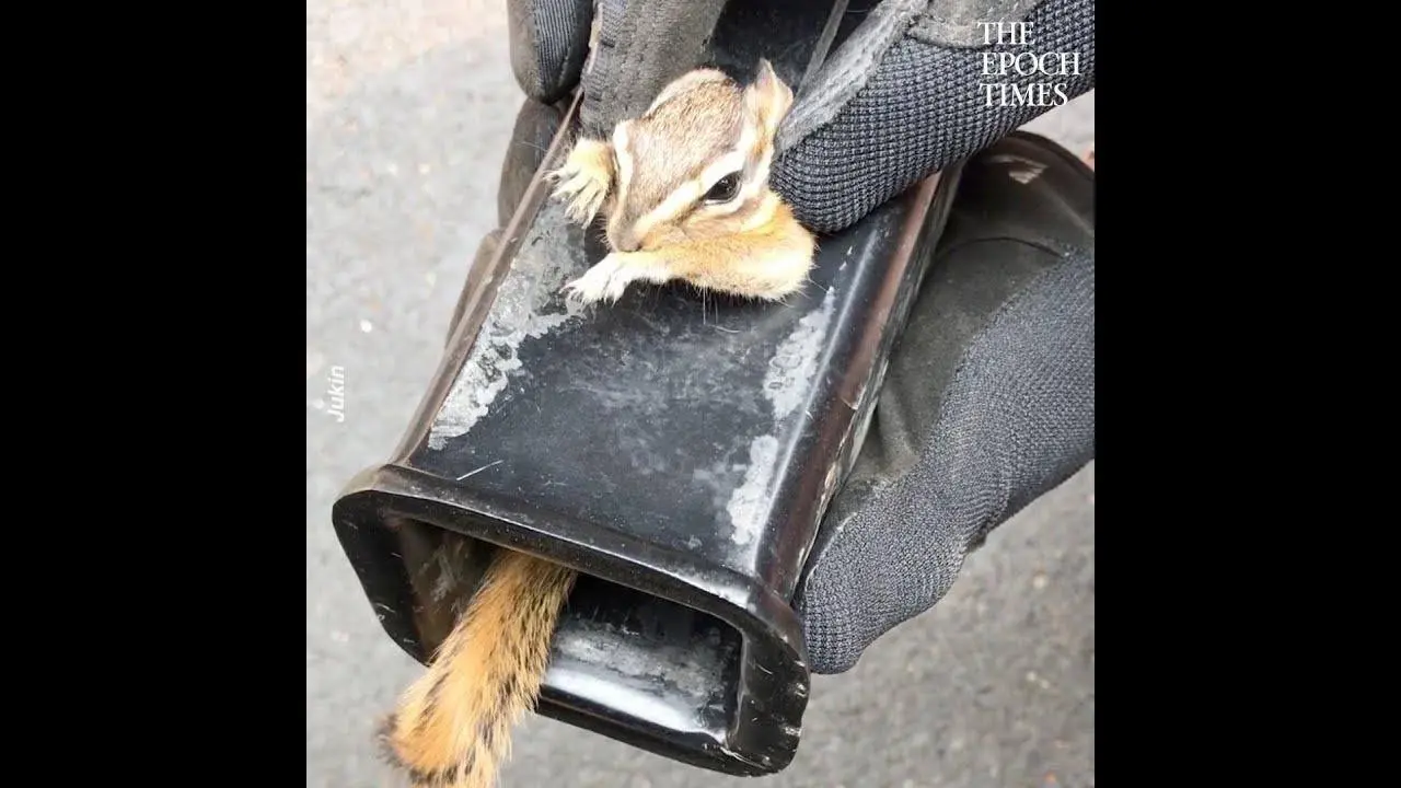 Guy Pulls Scared Chipmunk Out of His Truck Hitch