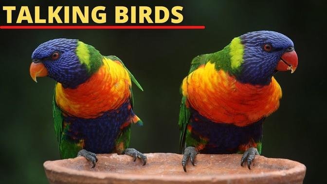 8 Best Talking Bird Species to Keep as Pets || Parrots