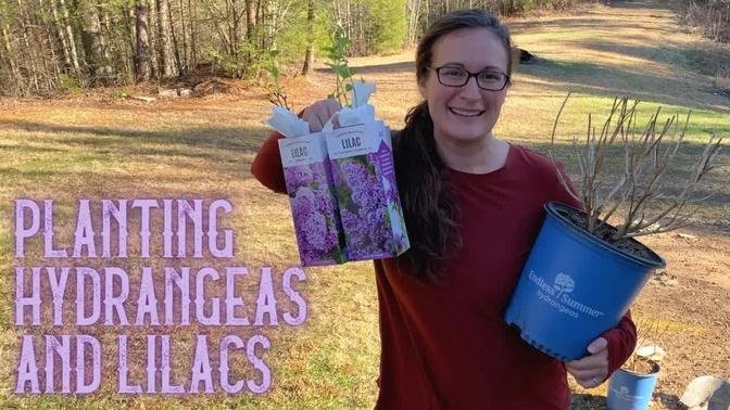 Planting Hydrangeas & Lilacs | First Spring Planted Flowering Bushes