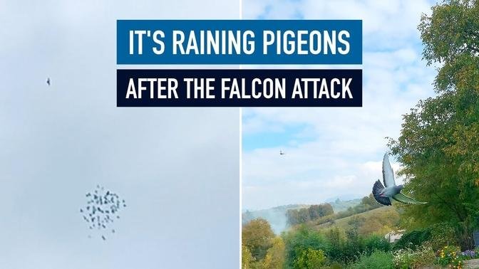 It's Raining Pigeons (After the Falcon Attack)