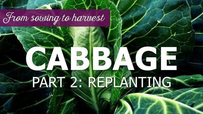 Growing cabbage from sowing to harvest - Part 2: Replanting