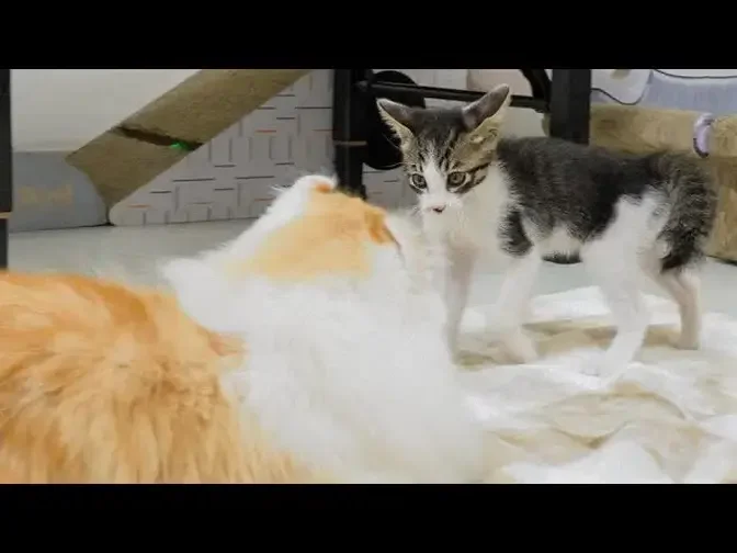 What Happens When the Rescued Kitten Teases the Big Cat? │ Episode.106