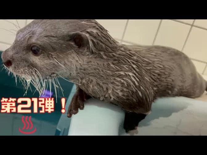【第21弾 一緒にお風呂に入れるのか】カワウソココちゃん 一緒にお風呂に入る練習！Otter koko Practice taking a bath together!
