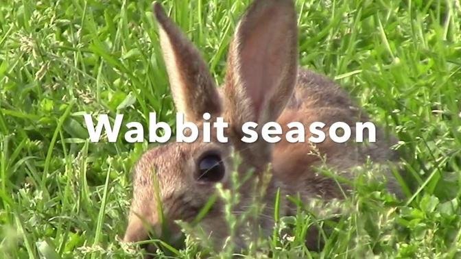 Wabbit season