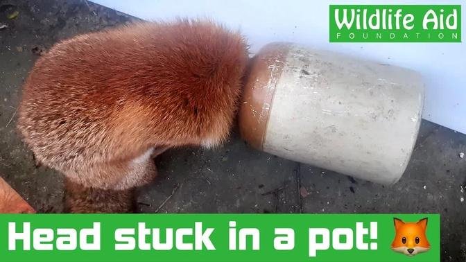 Fox chases mouse into flowerpot... it does not go well!