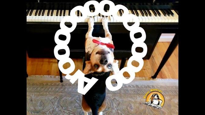 AROO! Buddy Mercury the Piano Dog PUP-President Sounds Off! 