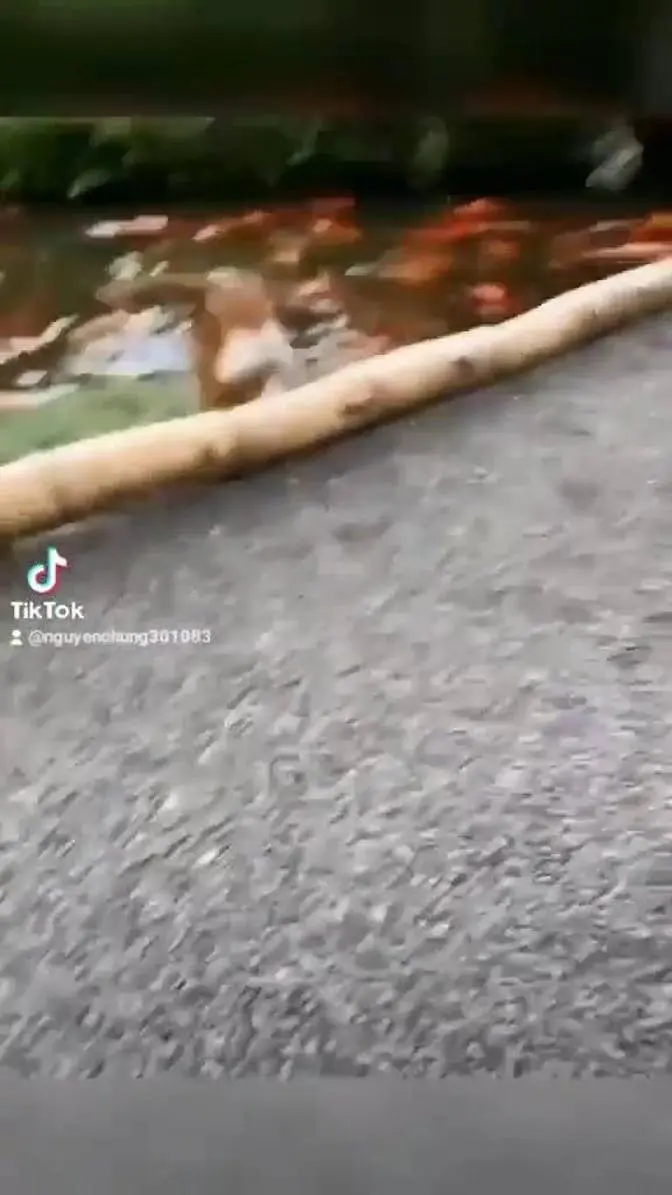Cat martial arts
