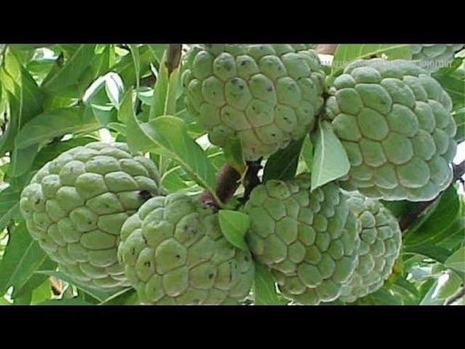 How To Grow Sugar Apple In Pot Complete Growing Guide Health how-to-grow-sugar-apple-in-pot-complete-growing-guide-health