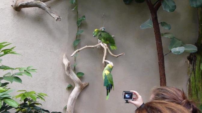 Parrots at Reptile Gardens