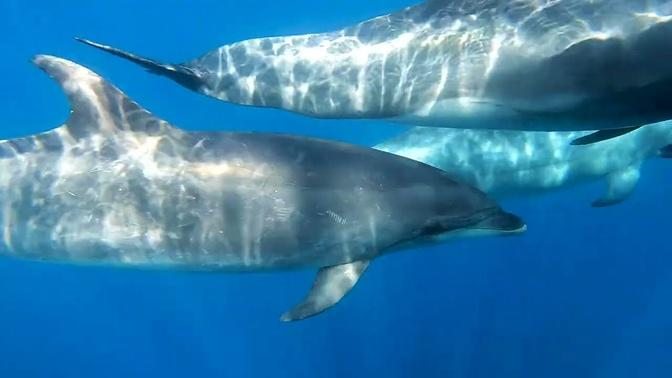 Offshore Bottlenose Dolphins