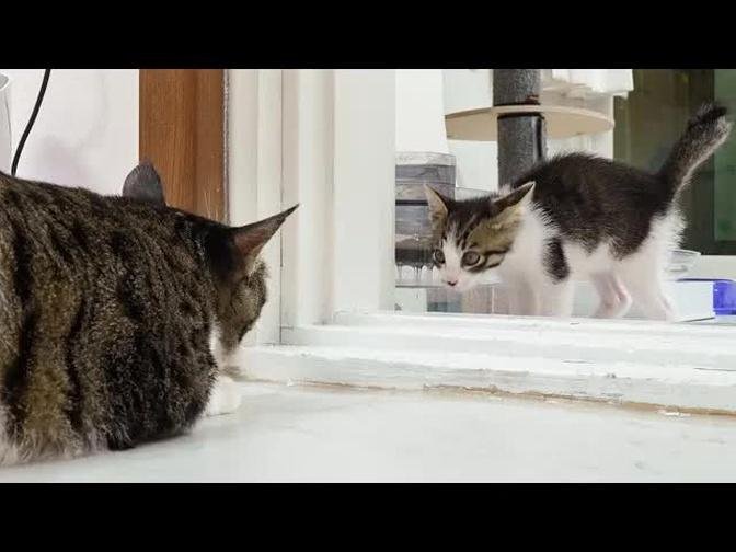 The Big Cat Wants To Observe the Rescued Kitten's Weird Behavior │ Episode.115