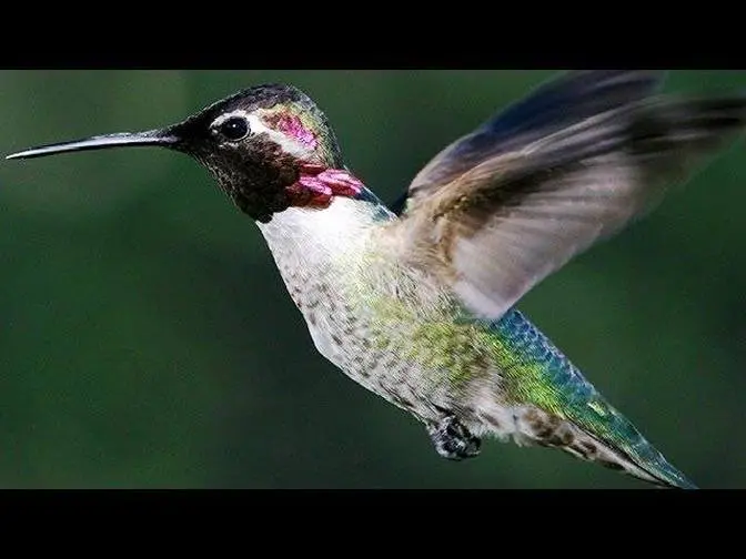 Slow Motion Hummingbirds | Slo Mo | Earth Unplugged