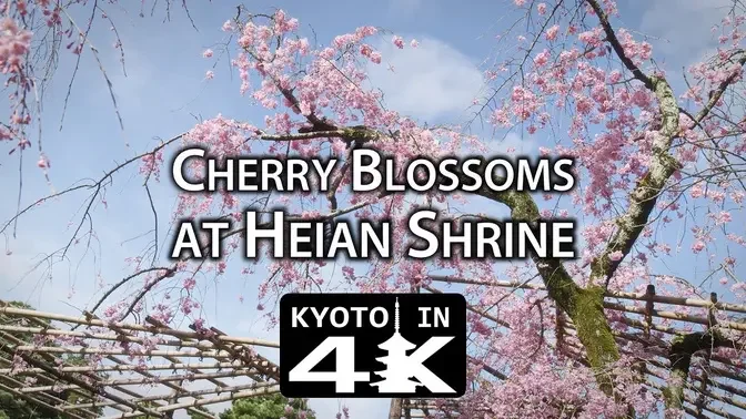 Beautiful Kyoto_ Cherry Blossoms at Heian Shrine [4K].