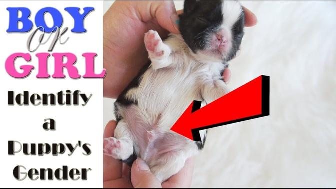 How to Tell If a Puppy Is a Boy or a Girl.mp4
