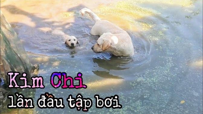 Lần đầu Kim Chi tập bơi khiến Củ Cải cũng muốn học theo | My Puppy's First Swim