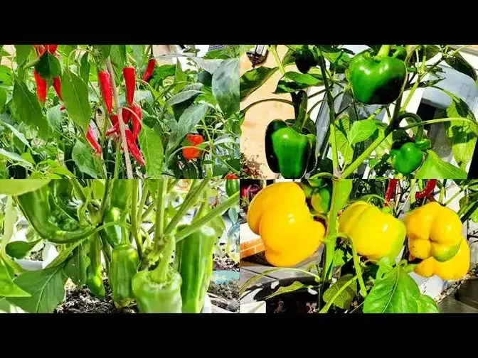 Complete Guide How to Grow chilli Peppers Paano maging Hitik sa Bunga ang Sili in Containers Tips