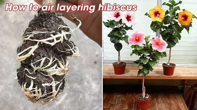 Cách chiết cành dâm bụt ra rễ sau 30 ngày | How to air layering hibiscus plant