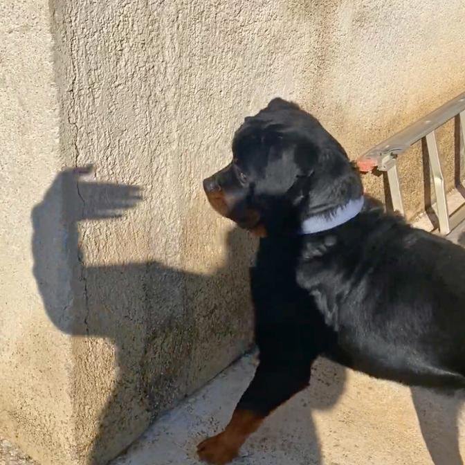 Rottweiler Reacts To Shadow Hands