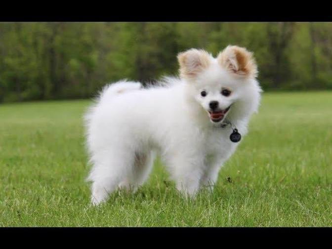 Cute Pomchi Puppies - Chihuahua Pomeranian Mix