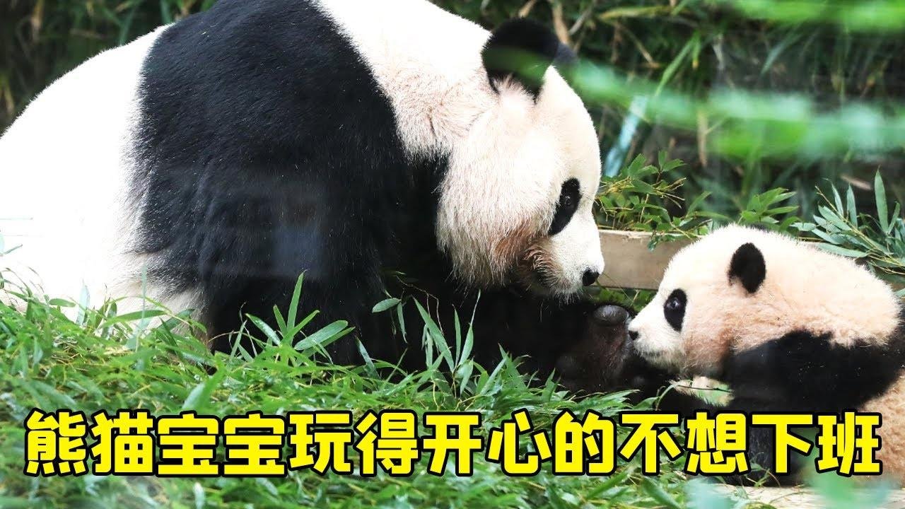 大熊猫福宝的悠闲生活，玩吊床荡秋千真是太可爱了，玩的停不下来呀【牧场时间】