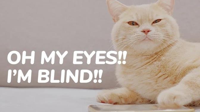 Oh My Eyes!!☀️👁 I'm BLIND!!🕶 - Lucky Pawison Cat Meme