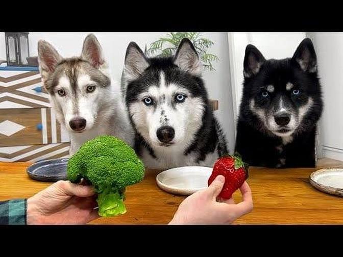 Do Dogs Eat Vegetables_ Huskies Taste Food!(720p). | Videos | Homemade ...