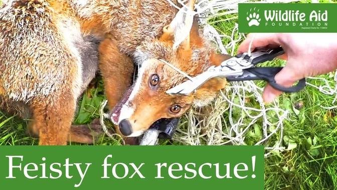 This poor fox could barely move... but help was on the way!
