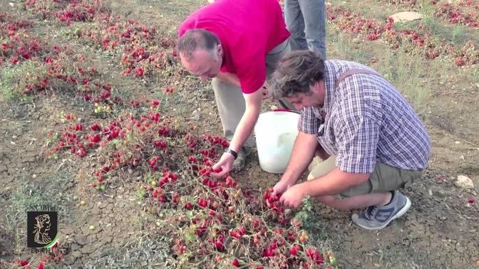 Harvest tomatoes | Farming Channel
