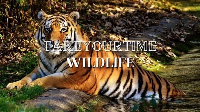BEAUTIFUL WILDLIFE - 30 Minutes of beautiful Wildlife - Scenic Relaxation Film with Calming Music