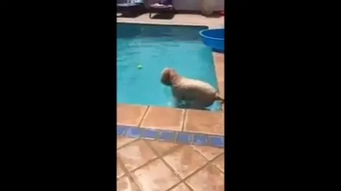 Clever canine uses boat to fetch ball in pool without getting wet