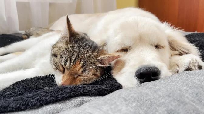 Kitten Loves to Sleep with a Golden Retriever Puppy (Cutest Ever!!)