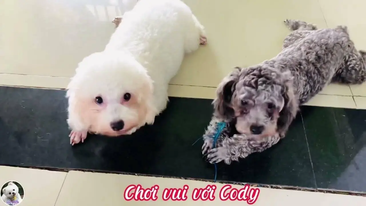 Megan Cute || CÚN YÊU