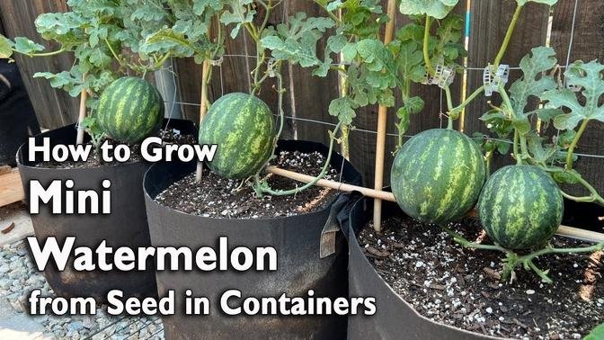 How to Grow Watermelon from Seed in Containers | Easy Planting Guide ...