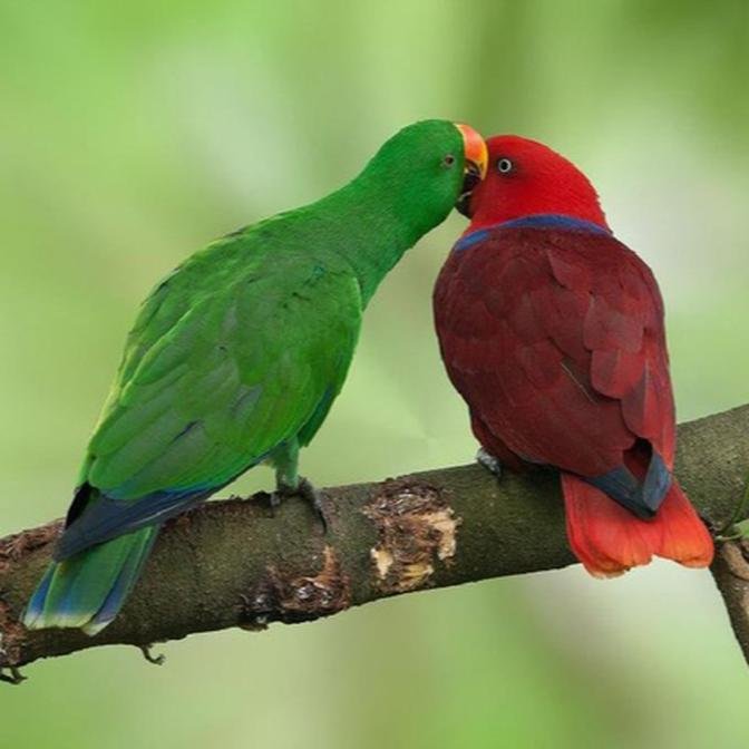 lovely parrot