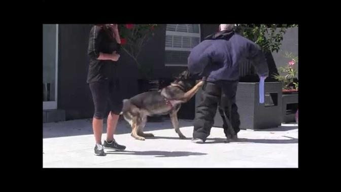 German Shepherd learns to protects his owner